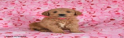 Goldendoodle dogs for sale: Bunny - Ad 4