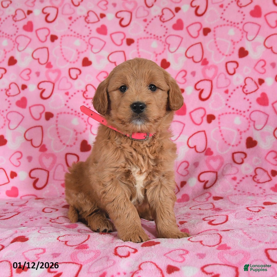 Goldendoodle dogs for sale: Bunny - Ad 4
