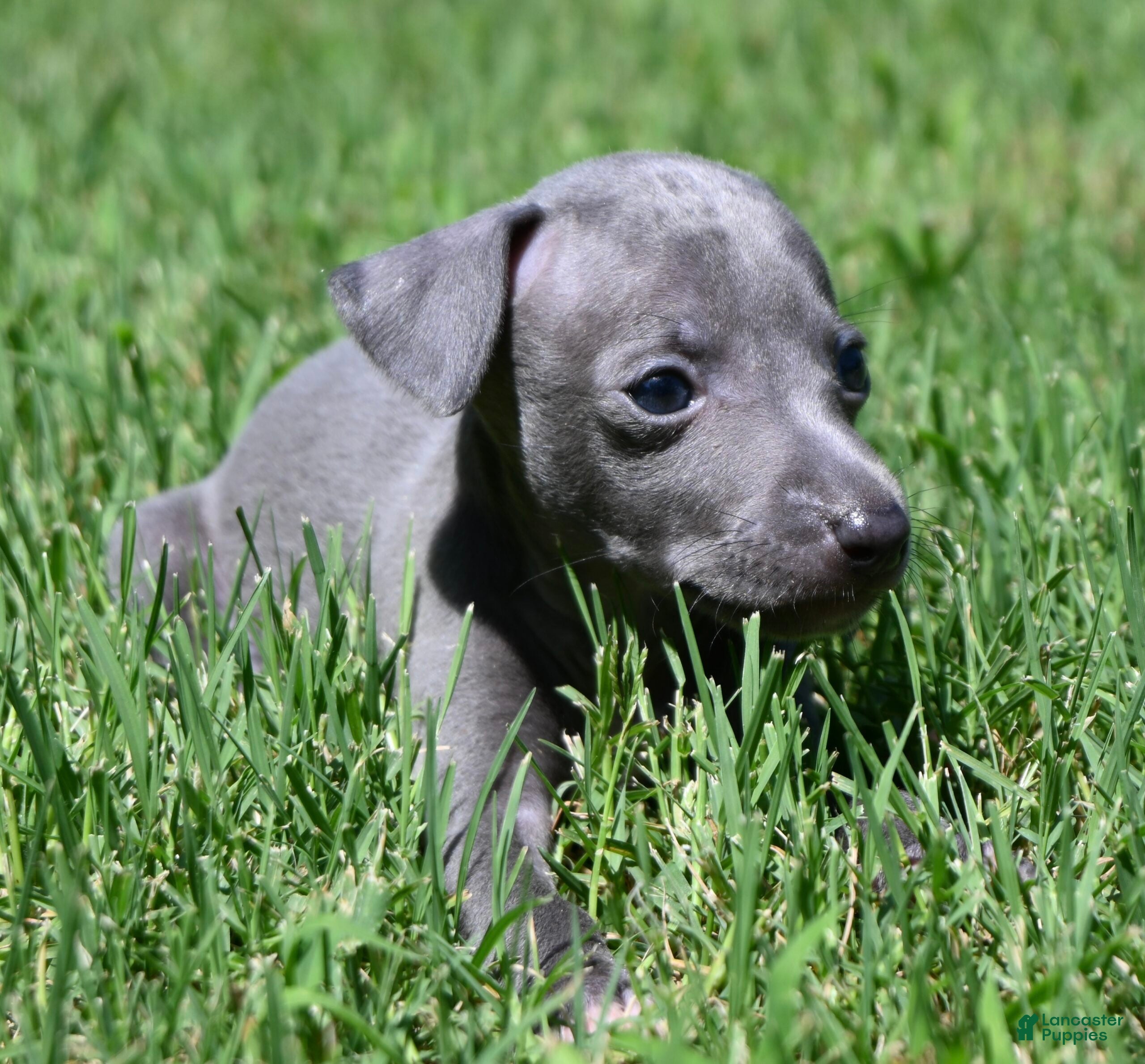 Italian Greyhound dogs Maynard - Ad 1