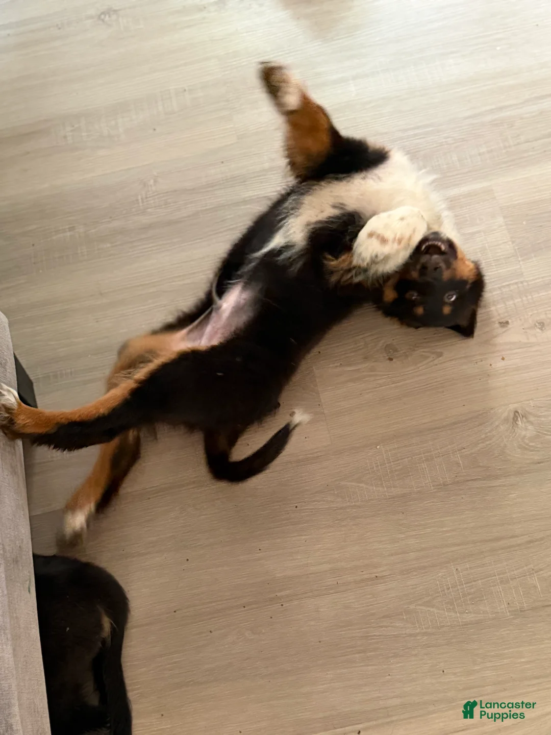 Australian Shepherd dogs for sale: Atlas  - Ad 2