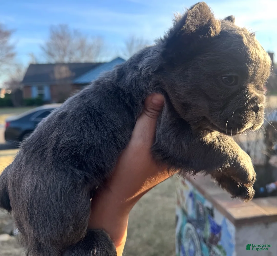 French Bulldog dogs for sale: French Bulldog Puppy 1 - Ad 1