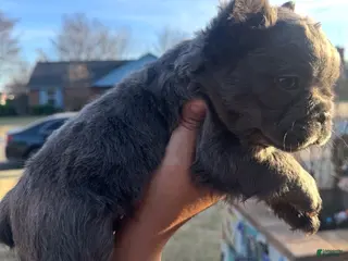 French Bulldog dogs French Bulldog Puppy 1 - Ad 35