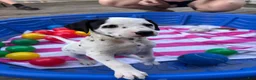 Dalmatian dogs for sale: Dalmatian 5 - Ad 4