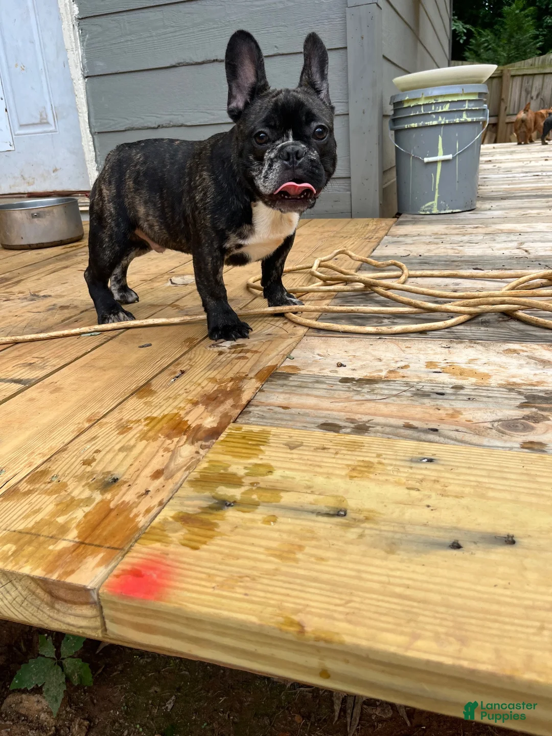 French Bulldog dogs for sale: French Bulldog 1 - Ad 2
