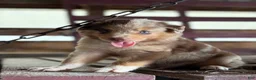 Australian Shepherd dogs for sale: Atlas - Ad 10
