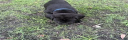 Cane Corso dogs for sale: Cane Corso Puppy 4 - Ad 2