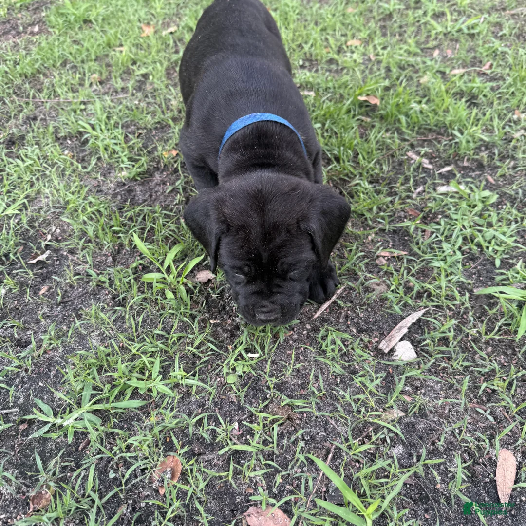 Cane Corso dogs for sale: Cane Corso Puppy 4 - Ad 2