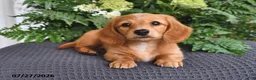 Miniature Dachshund dogs for sale: Rosie - Ad 3