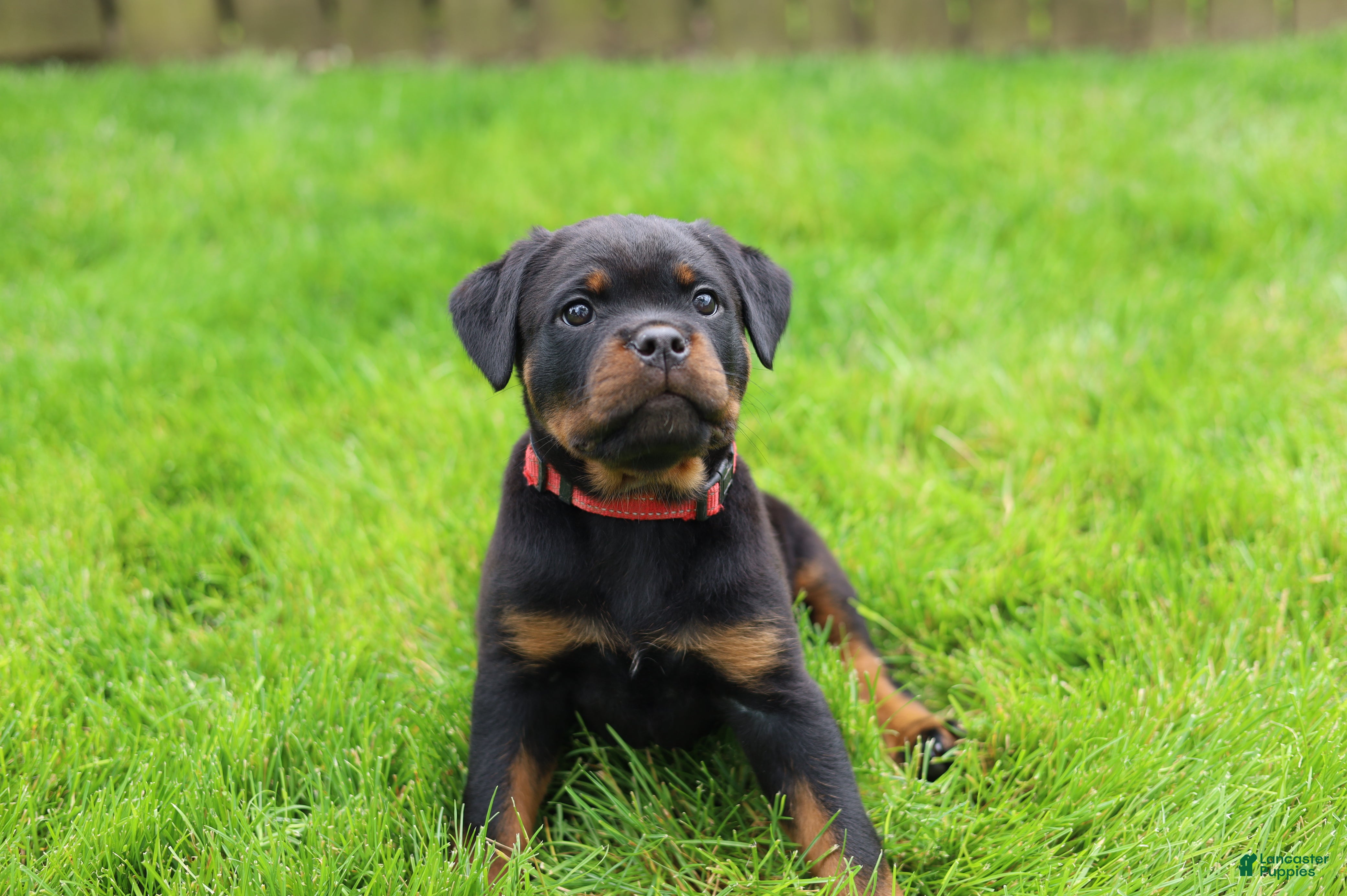 Rottweiler dogs Luna  - Ad 1