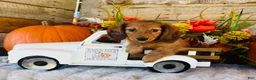 Miniature Dachshund dogs for sale: Boston (Longhair) - Ad 8