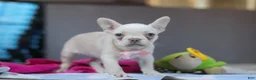French Bulldog dogs for sale: Bella - Ad 4