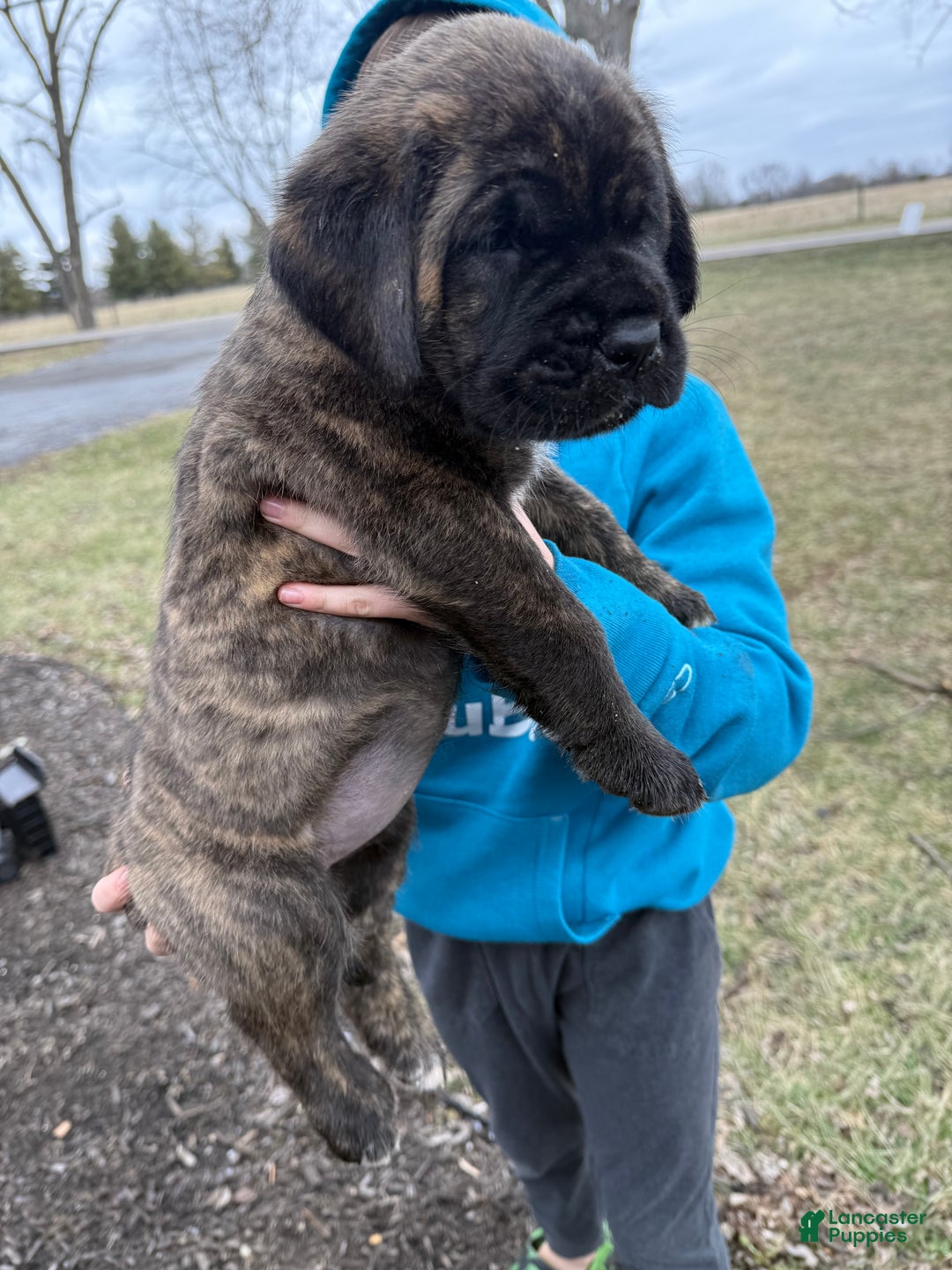 English Mastiff dogs for sale: English Mastiff Puppy “Yellow” - Ad 4