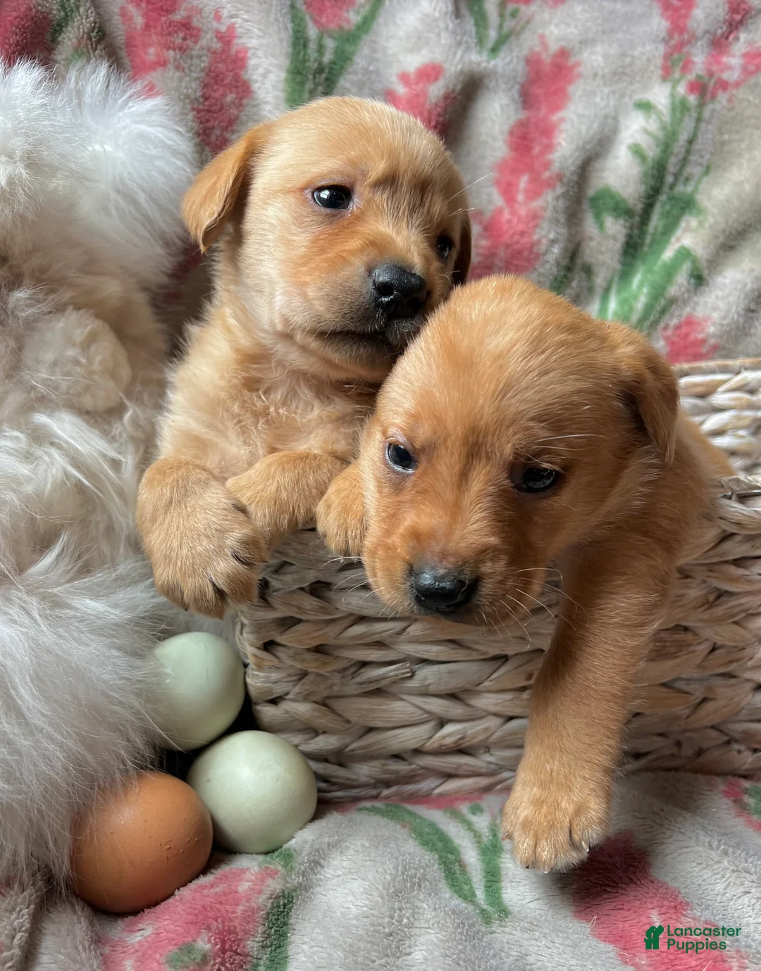 Labrador Retriever dogs for sale: Daffodil  - Ad 2