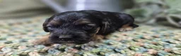 Cockapoo dogs for sale: Batty - Ad 31