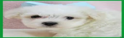Maltipoo dogs for sale: Max - Ad 2