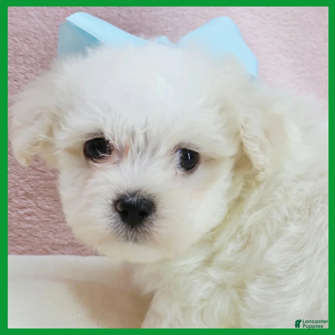 Maltipoo dogs for sale: Max - Ad 2