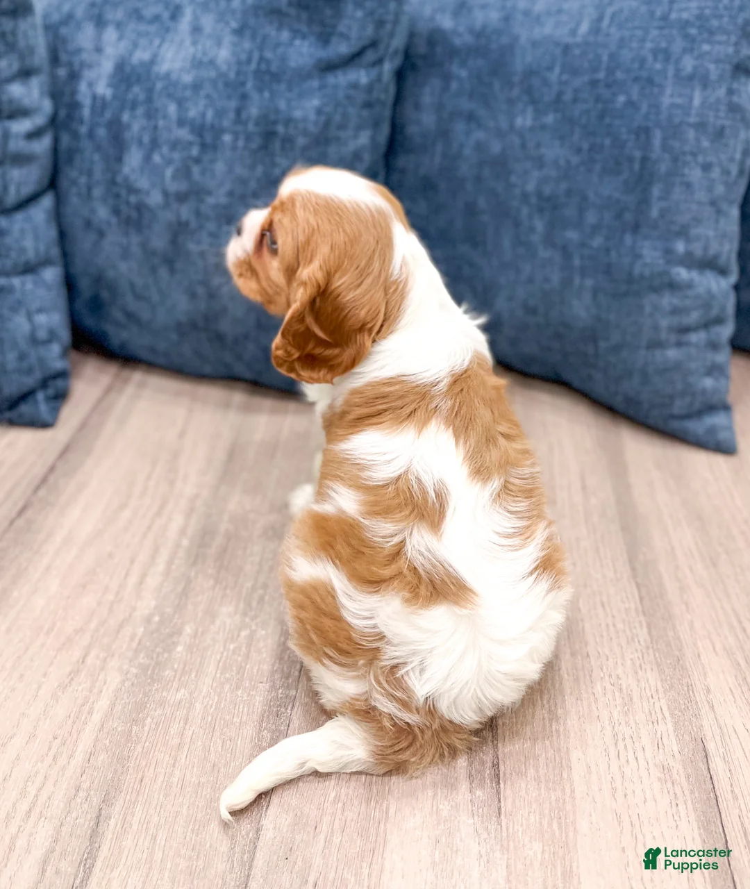 Cavalier King Charles Spaniel dogs for sale: Victor - Ad 5