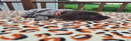 German Shorthaired Pointer dogs for sale: German Shorthaired Pointer Blaze - Ad 4