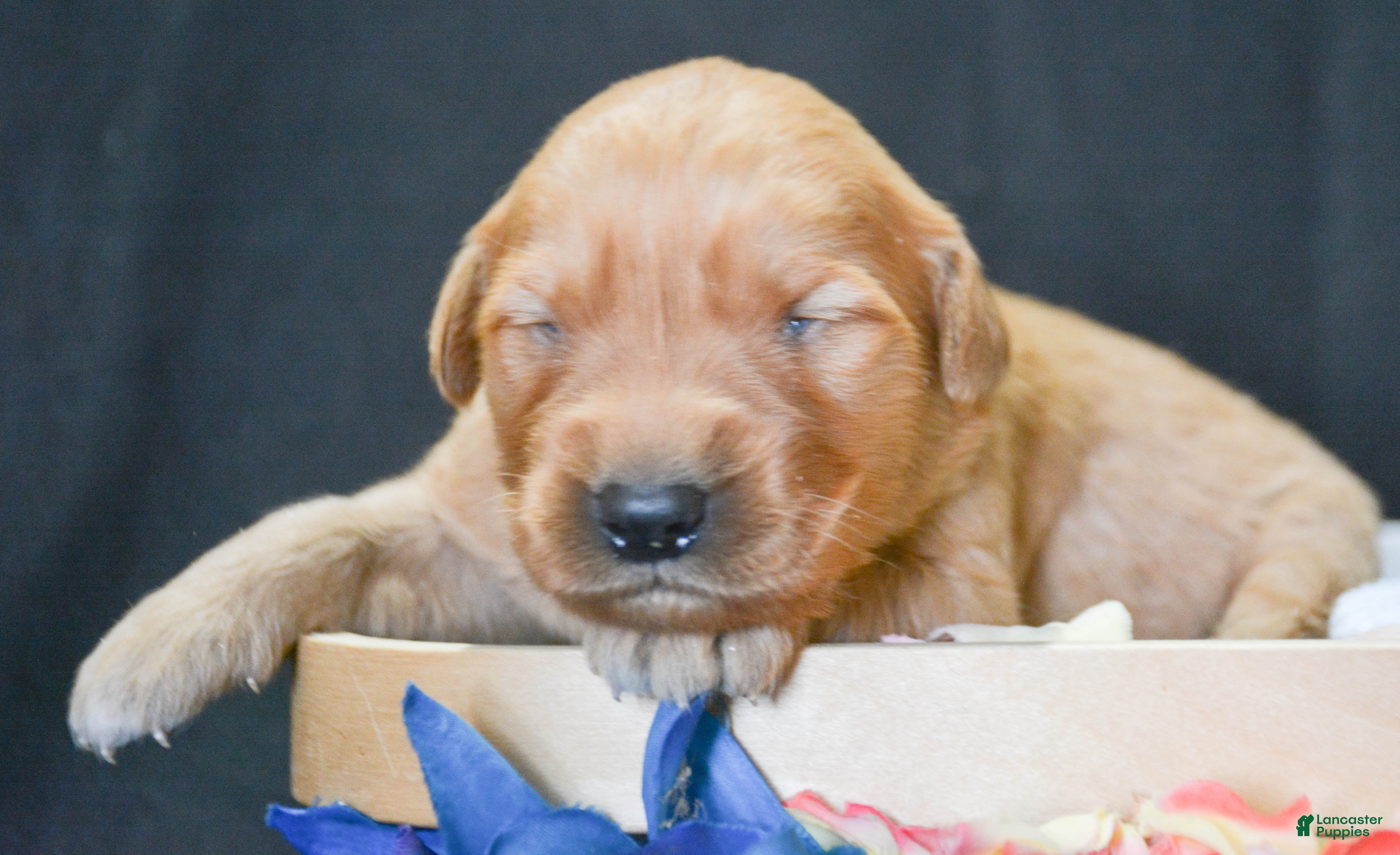 Golden Retriever dogs Golden Retriever Puppy 7 Gracie - Ad 34