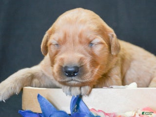 Golden Retriever dogs Golden Retriever Puppy 7 Gracie - Ad 34