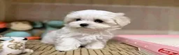 Maltese dogs for sale: Maltese 1 - Ad 2