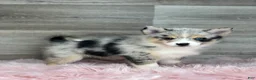 Pomsky dogs for sale: Emily - Ad 3