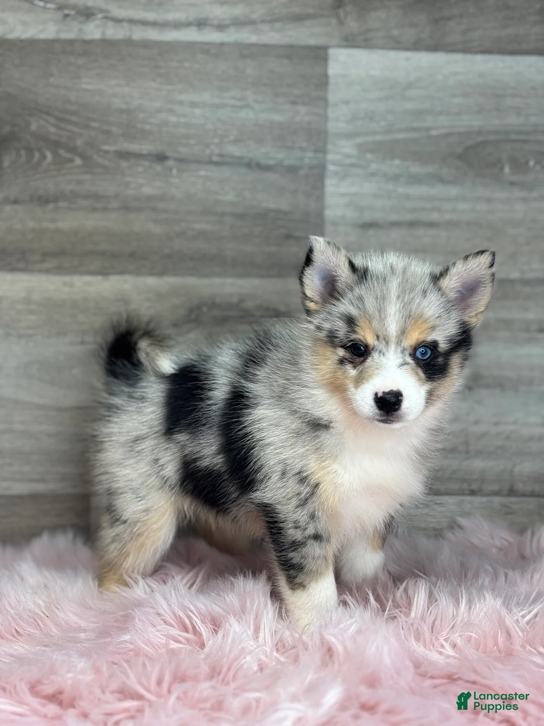 Pomsky dogs for sale: Emily - Ad 3