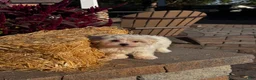 Coton De Tulear dogs for sale: Cinnamon  - Ad 4
