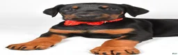Doberman Pinscher dogs for sale: Lonnie - Ad 5