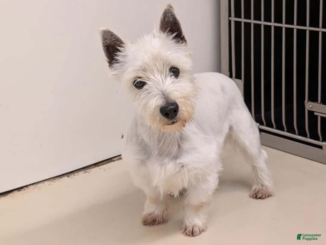 West Highland Terrier dogs for sale: West Highland Terrier Puppy 1 - Ad 2