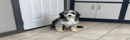 Mini Bernedoodle dogs for sale: Honey - Ad 7