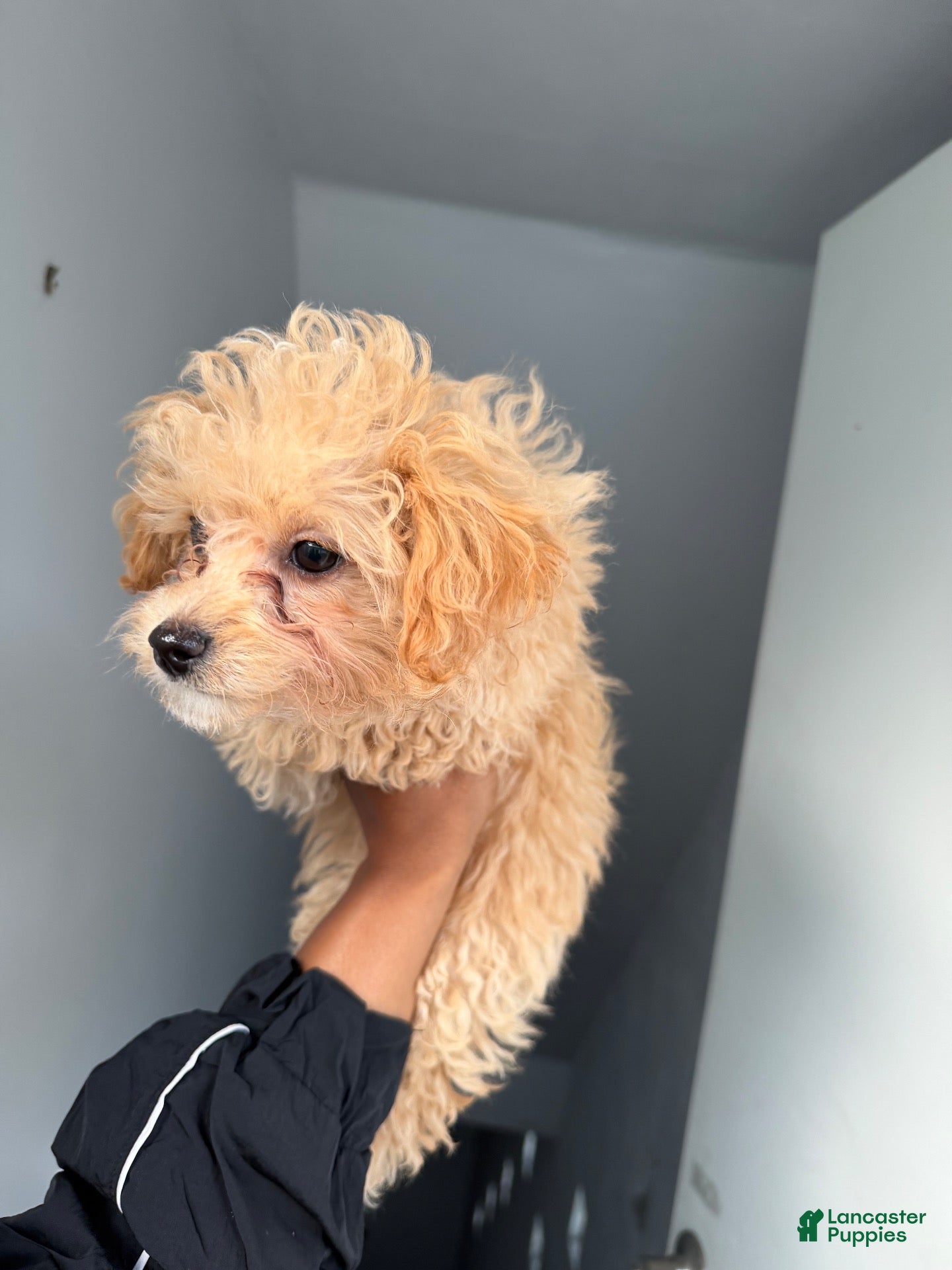 Bichpoo dogs for sale: Birthday  - Ad 2