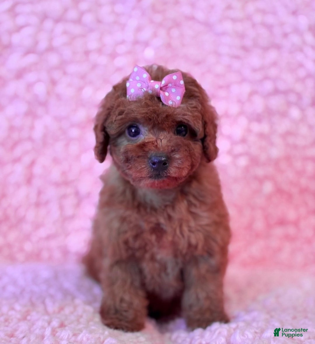 Toy Poodle dogs for sale: Ginger - Ad 2
