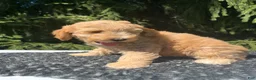 Mini Goldendoodle dogs for sale: Bella - Ad 3