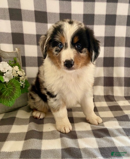 Australian Shepherd dogs Suzy - Ad 2