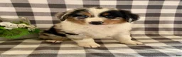 Australian Shepherd dogs for sale: Suzy - Ad 2