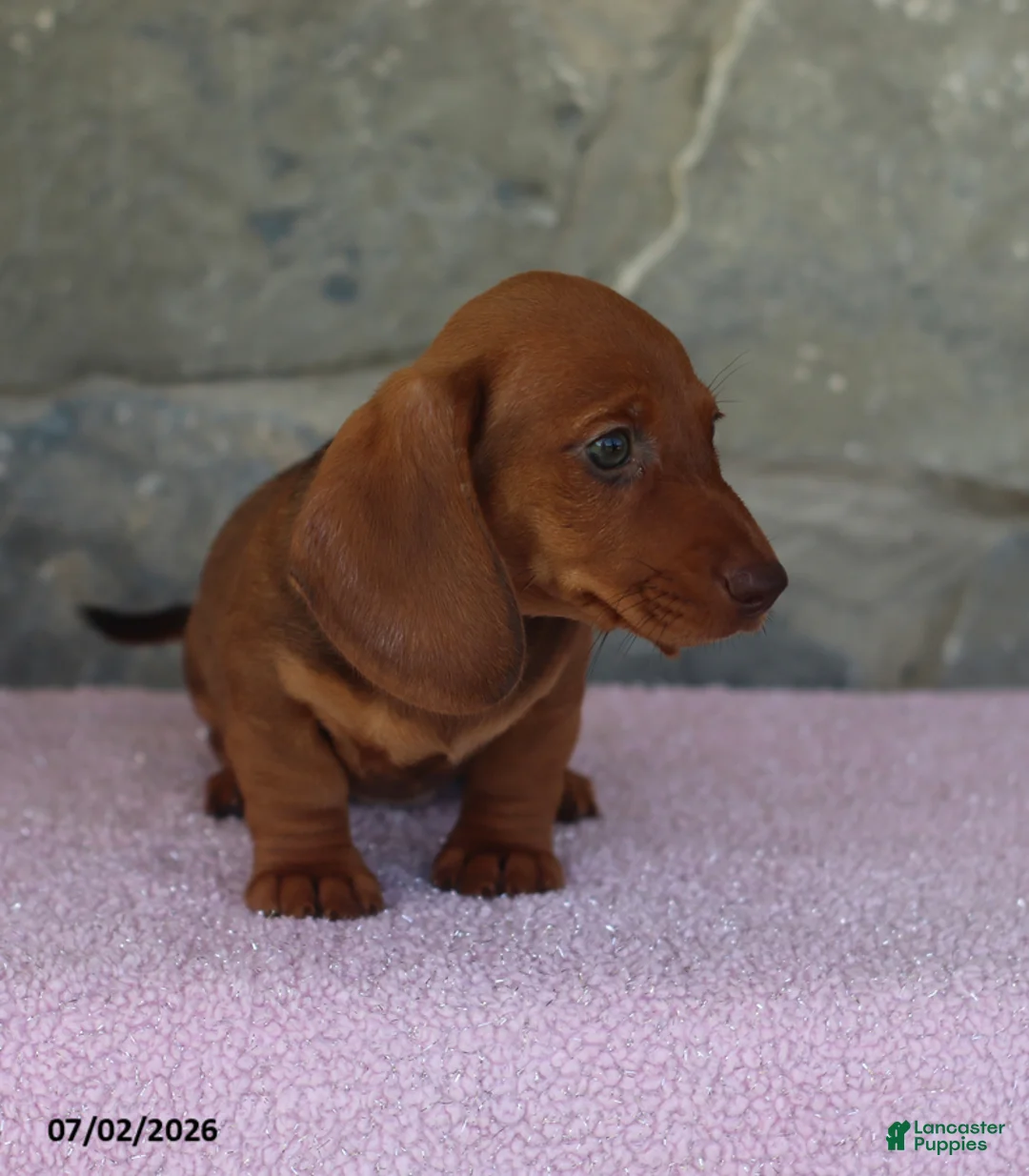 Miniature Dachshund dogs for sale: Wade - Ad 5