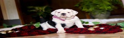 English Bulldog dogs for sale: Gracie - Ad 4