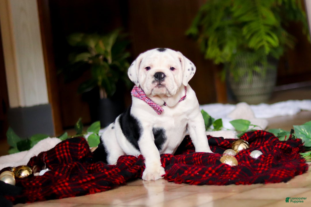 English Bulldog dogs for sale: Gracie - Ad 4
