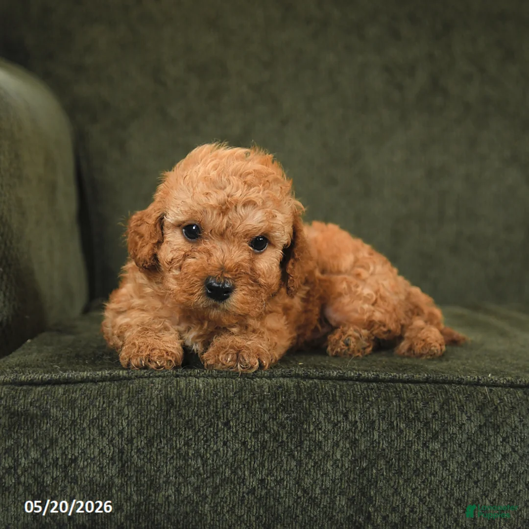 Cockapoo dogs for sale: Hickory - Ad 2