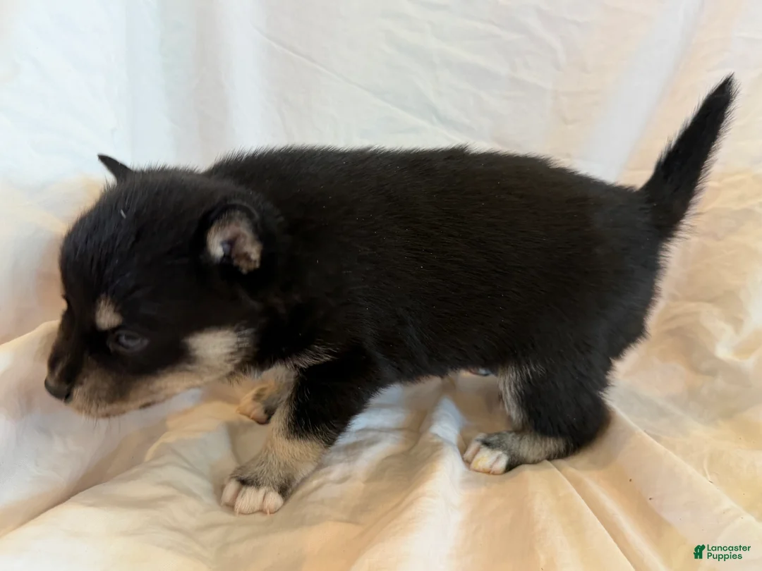 Pomsky dogs for sale: Pumpkin  - Ad 2