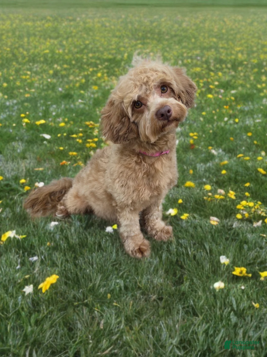 Mixed Breed dogs for sale: Brie - Ad 6