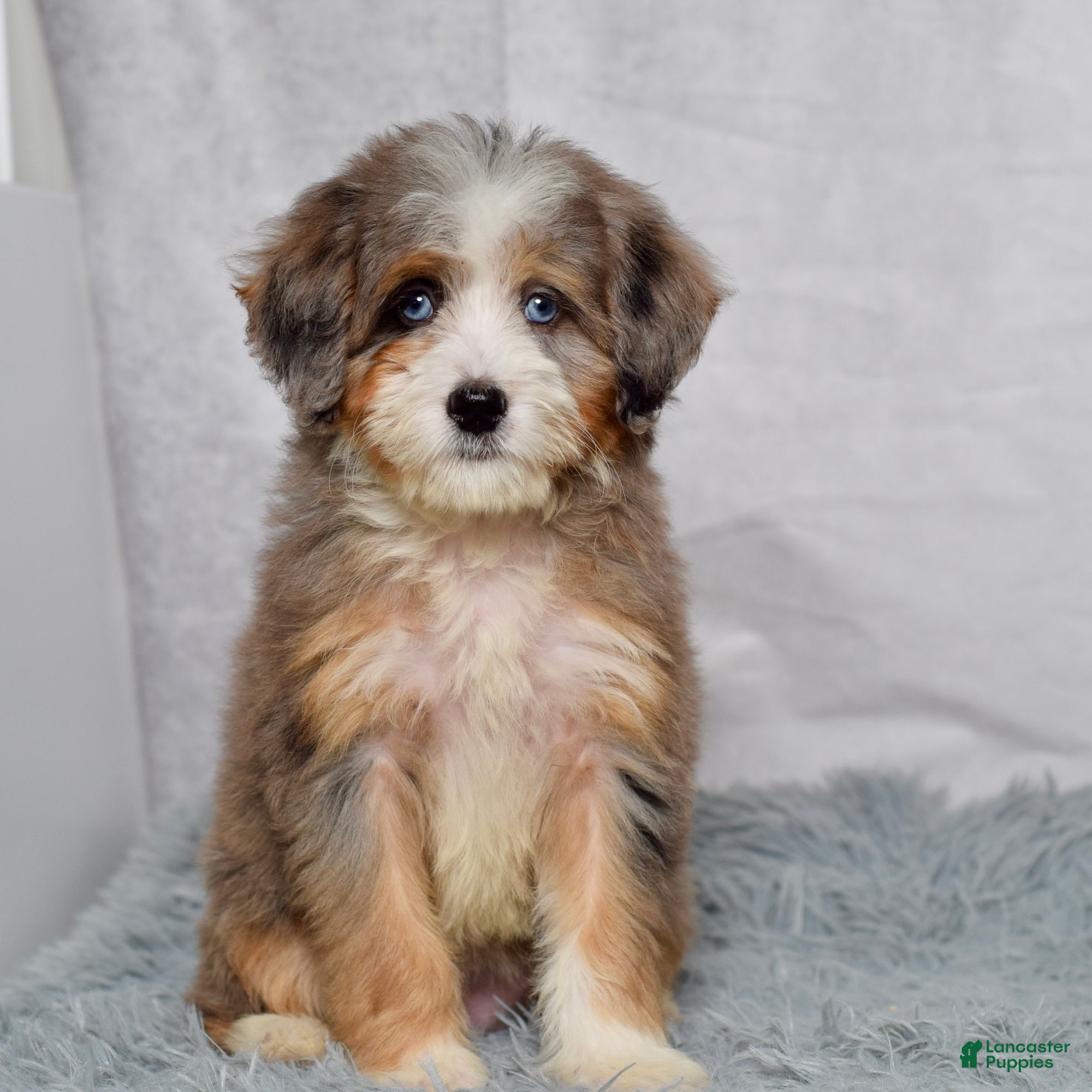 Mini Bernedoodle dogs Bridget - Ad 1