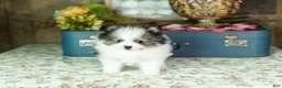 Pomeranian dogs for sale: Puffer - Ad 4