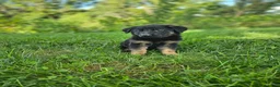 German Shepherd dogs for sale: Mindy - Ad 5