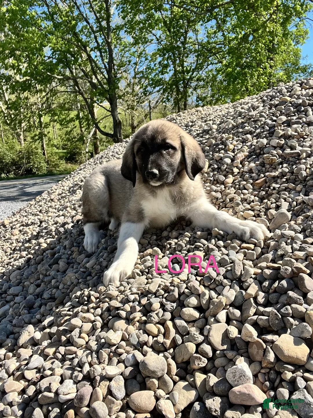 Great Pyrenees dogs for sale: Great Pyrenees Puppy 4 Lora - Ad 2