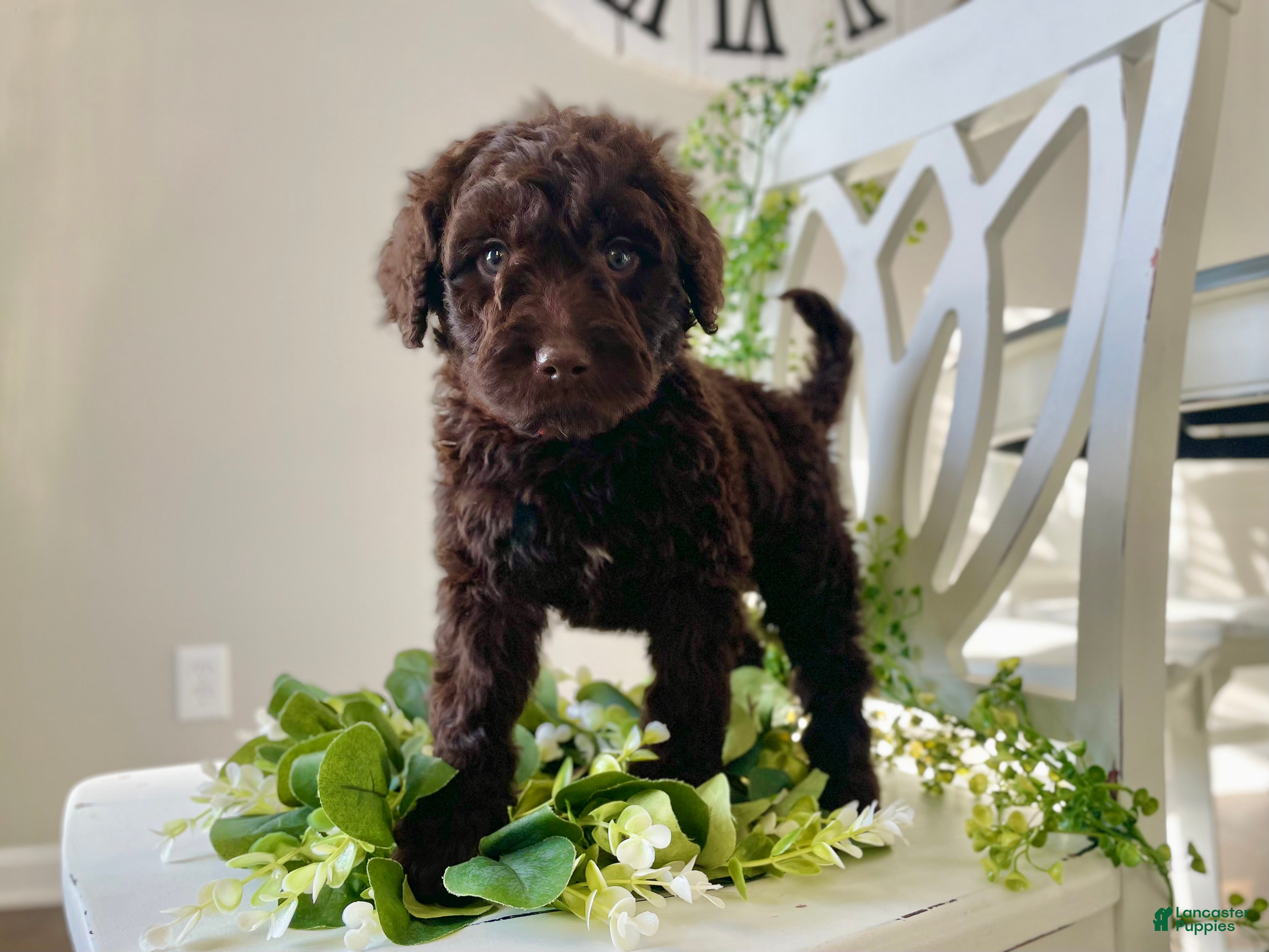 Goldendoodle dogs Ms orange - Ad 40