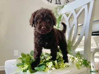 Goldendoodle dogs Ms orange - Ad 40