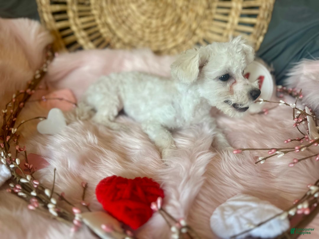 Maltipoo dogs for sale: Mopsie - Ad 6