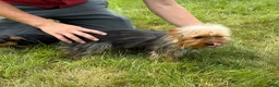 Yorkshire Terrier dogs for sale: Ruby - Ad 11